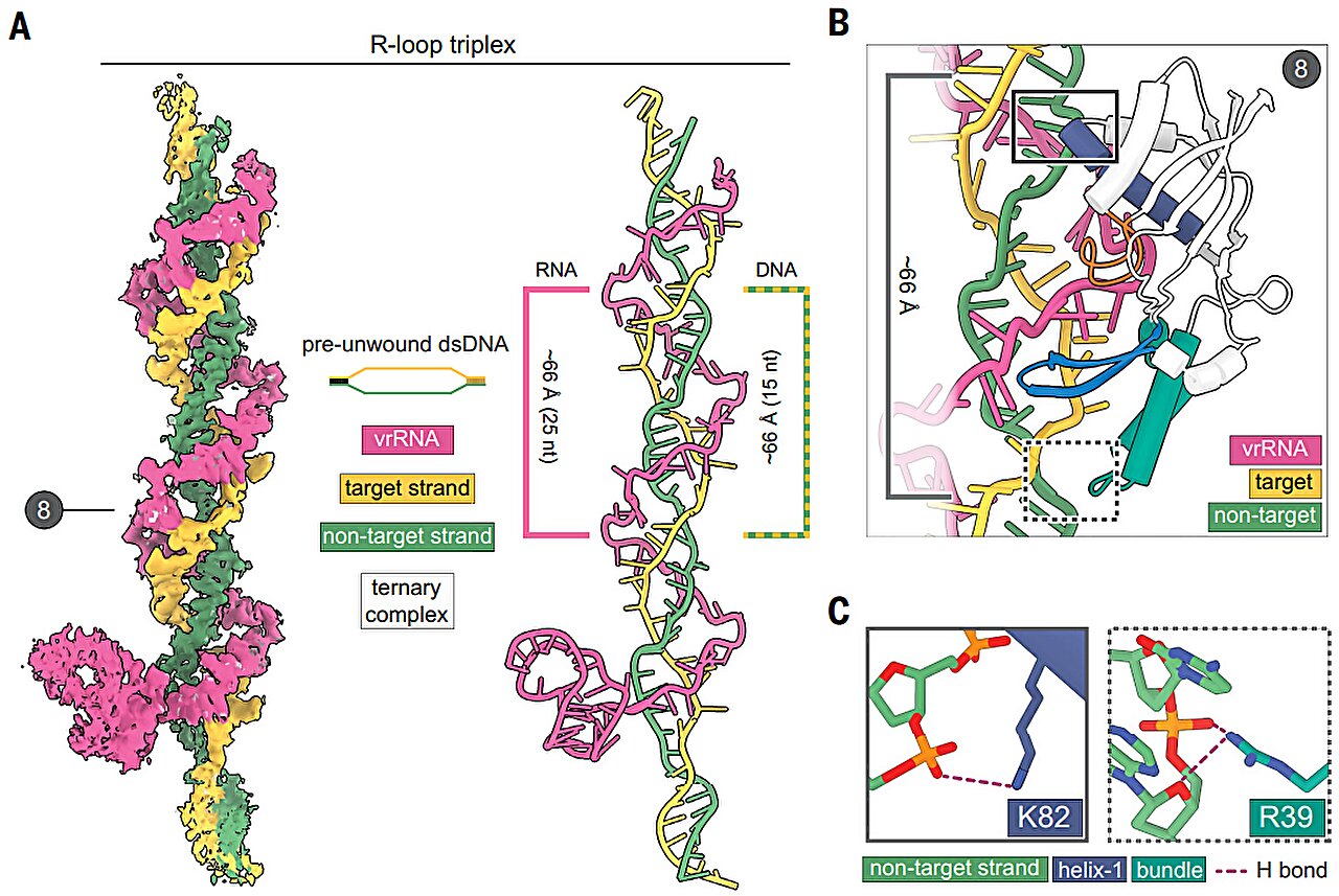 Miniaturized Gene Scissors: CRISPR’s Ancient Ancestor TnpB Solves Viral Delivery Limits